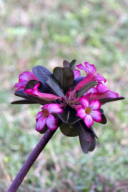 Kenia (446).jpg